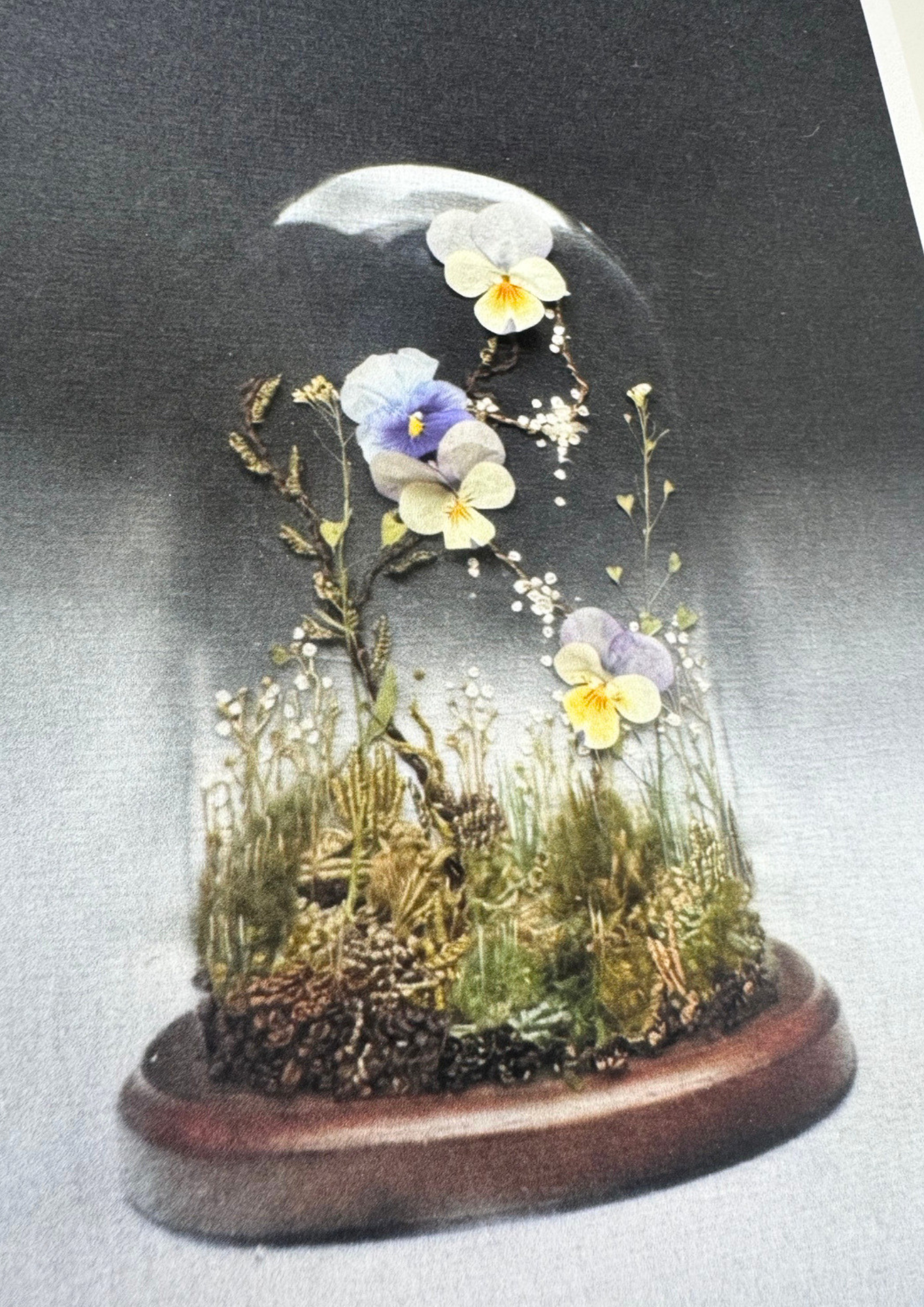 Limited Edition Terrarium Art Print